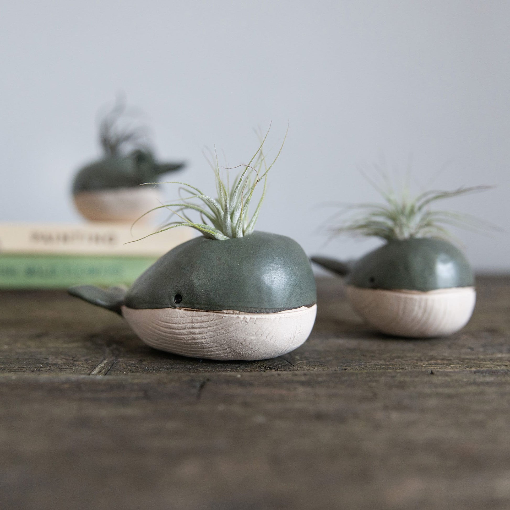 Whale Vase With/Without Air Plant, Mini Flower Vase