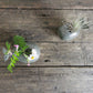 Whale Vase With/Without Air Plant, Mini Flower Vase