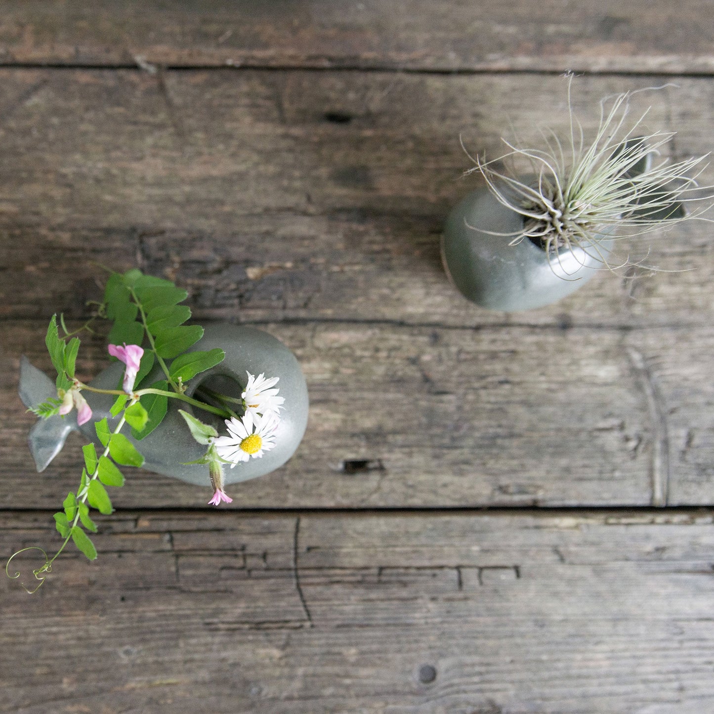 Whale Vase With/Without Air Plant, Mini Flower Vase