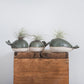 Whale Vase With/Without Air Plant, Mini Flower Vase