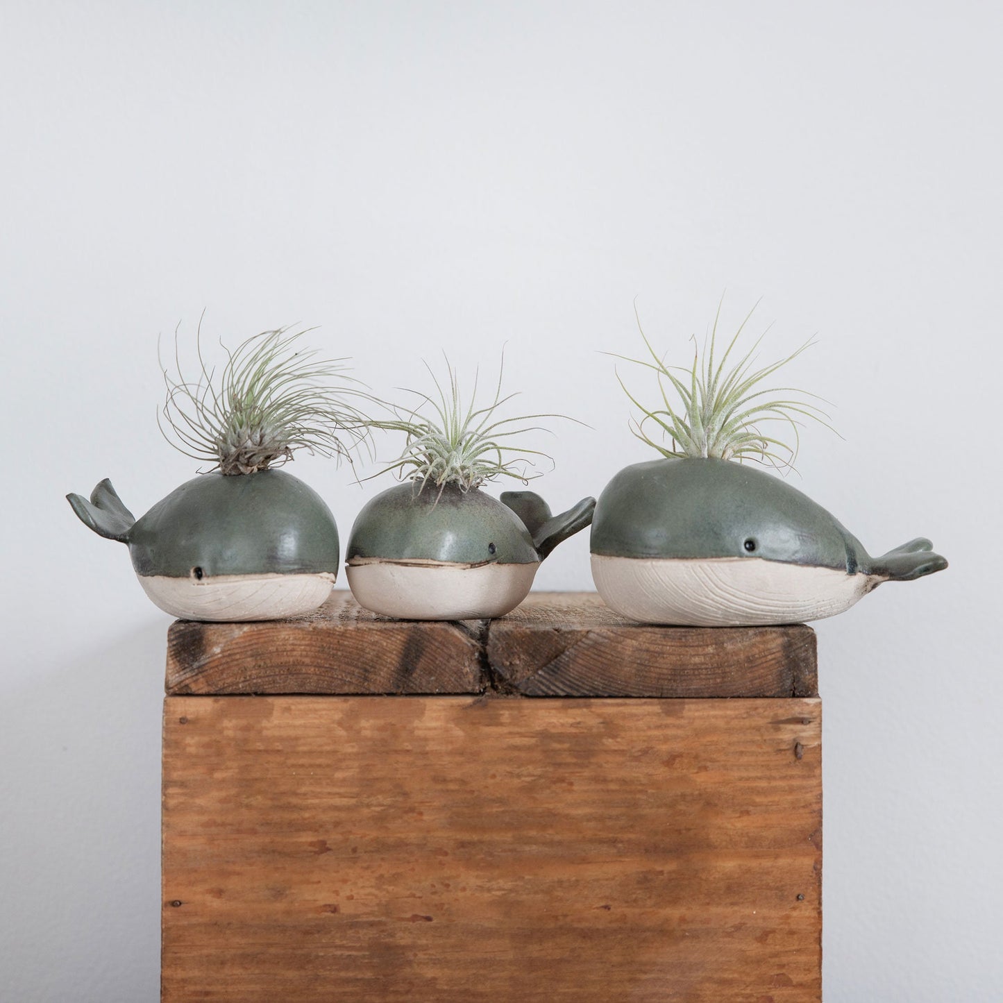 Whale Vase With/Without Air Plant, Mini Flower Vase