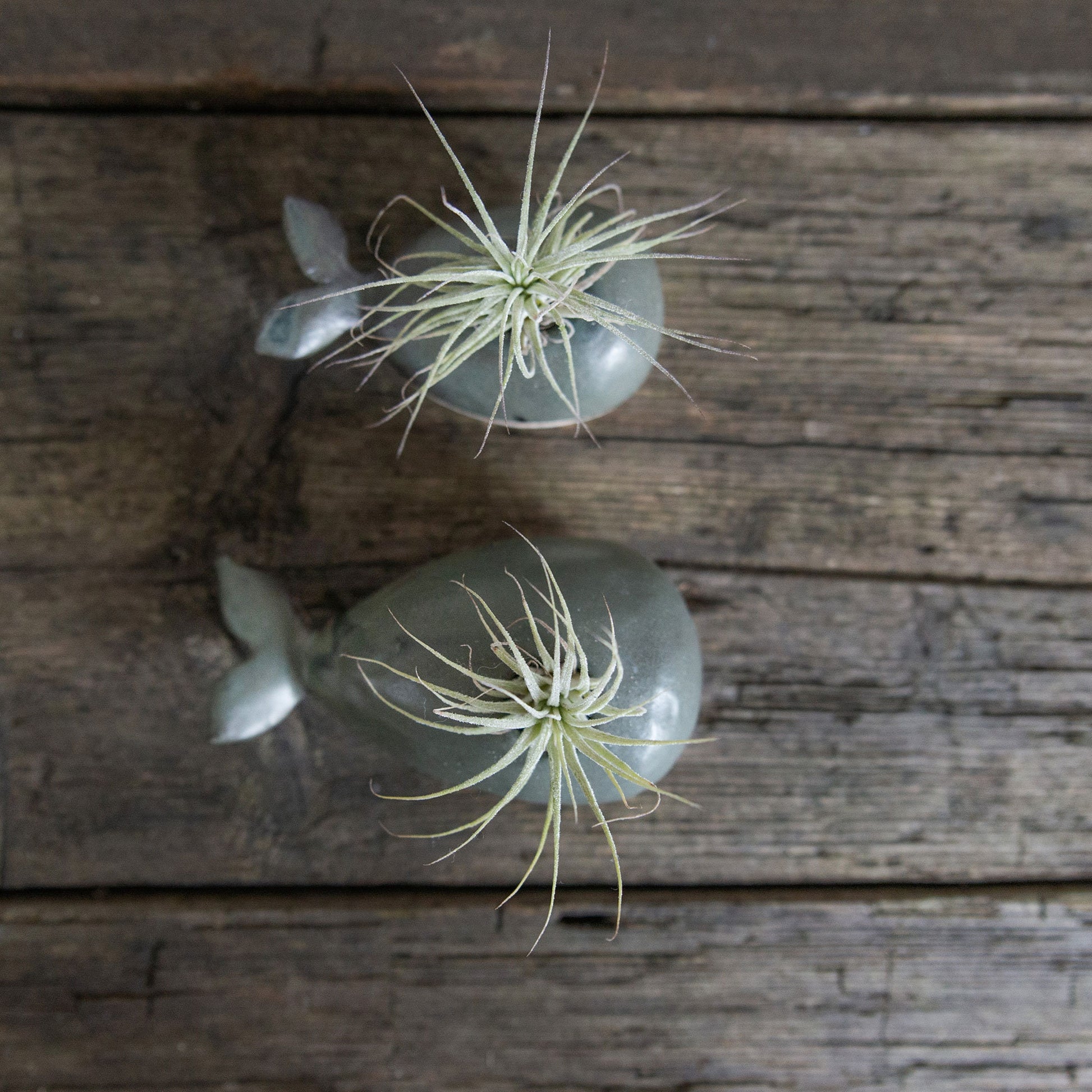 Whale Vase With/Without Air Plant, Mini Flower Vase