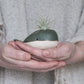 Whale Vase With/Without Air Plant, Mini Flower Vase