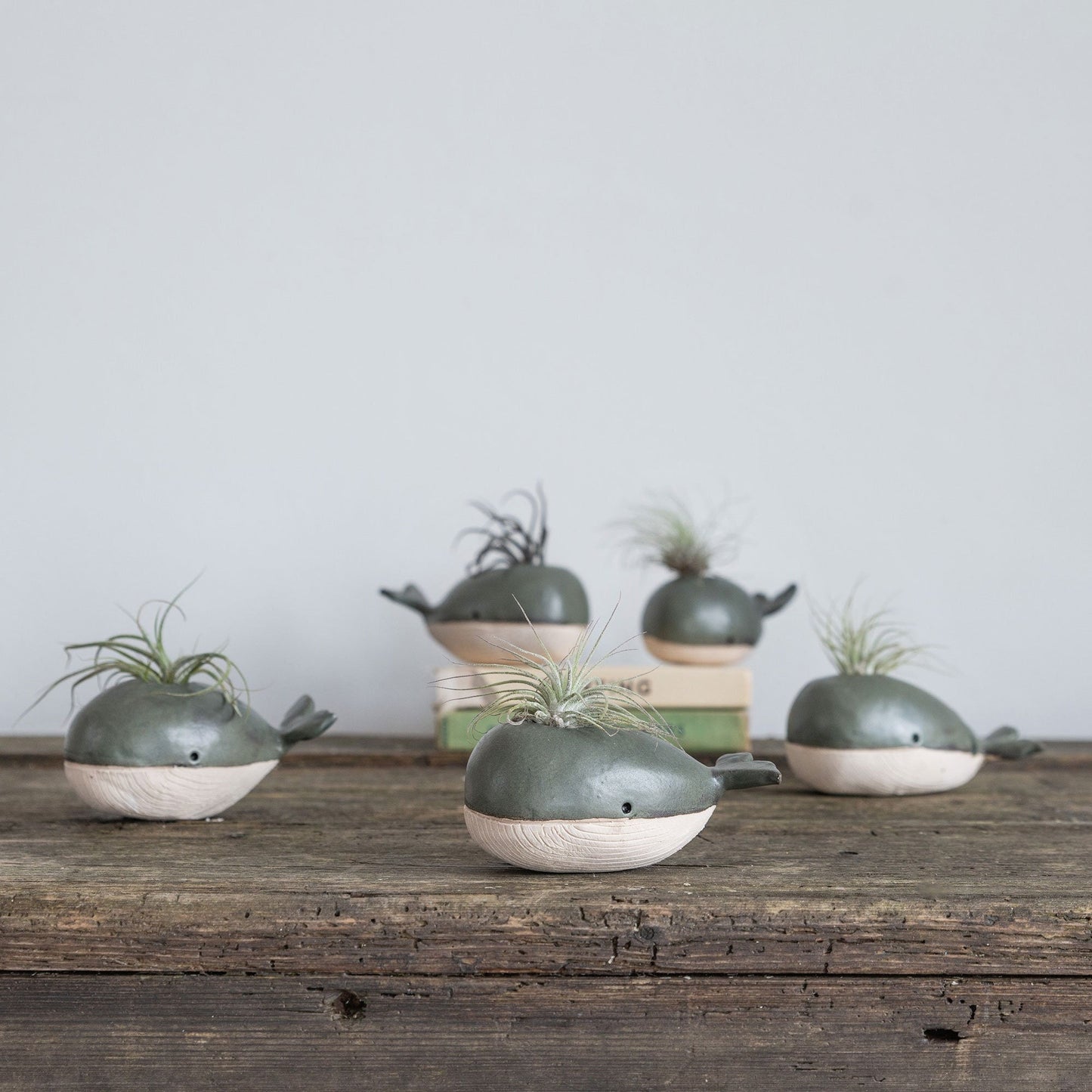 Whale Vase With/Without Air Plant, Mini Flower Vase