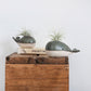Whale Vase With/Without Air Plant, Mini Flower Vase