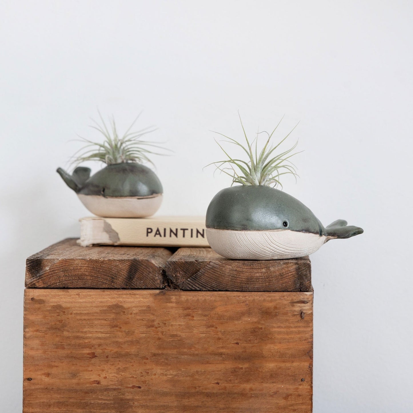 Whale Vase With/Without Air Plant, Mini Flower Vase